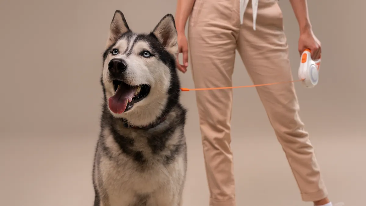 Husky siberiano feliz passeando com seu tutor