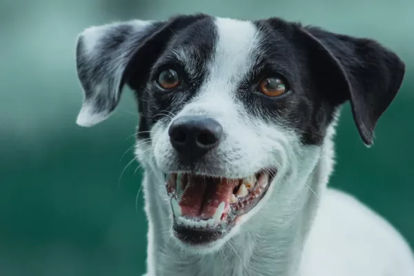 Sinais de envelhecimento no cachorro