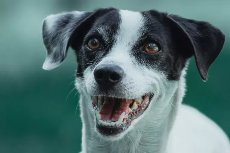 Sinais de envelhecimento no cachorro