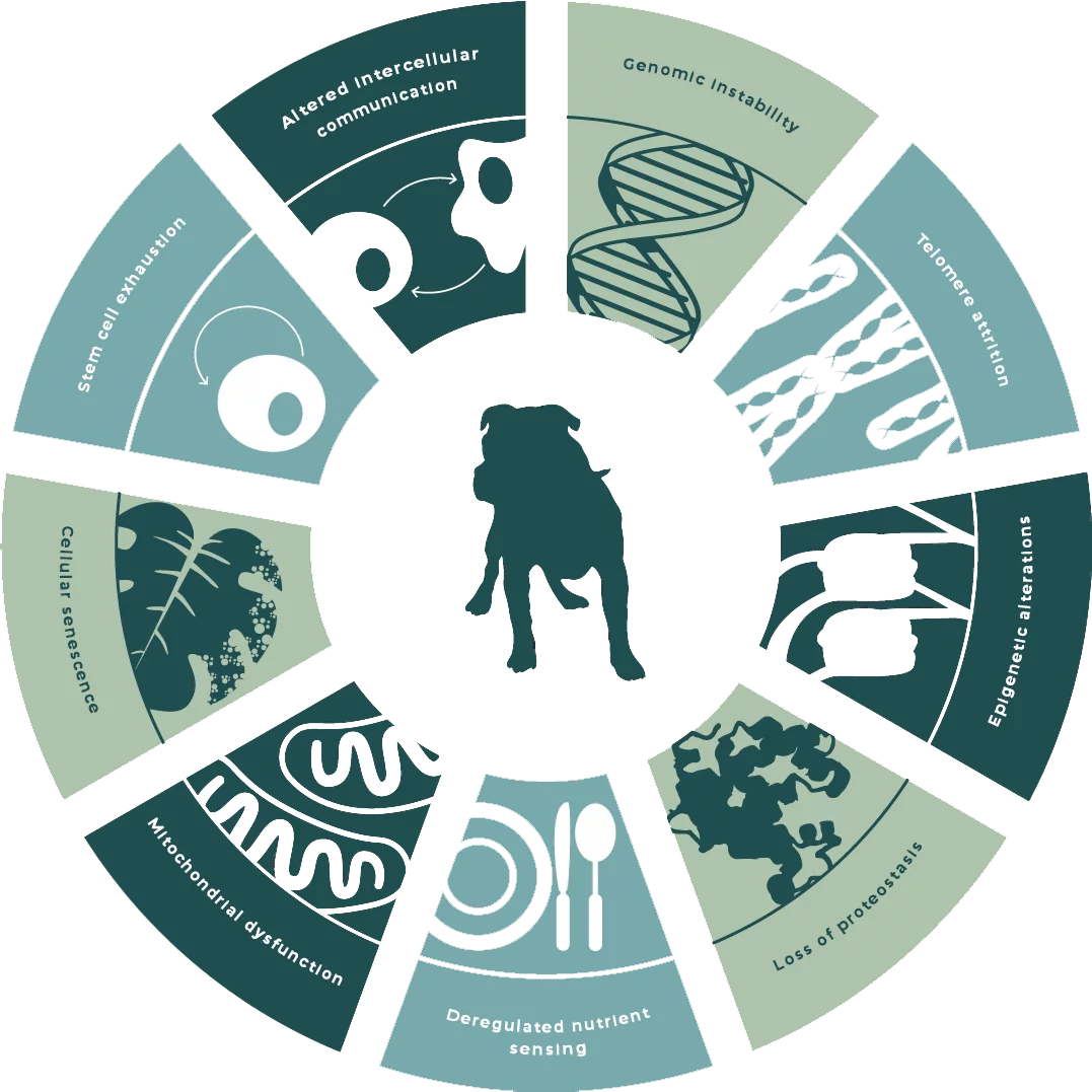 Graphic - Canine Aging Markers