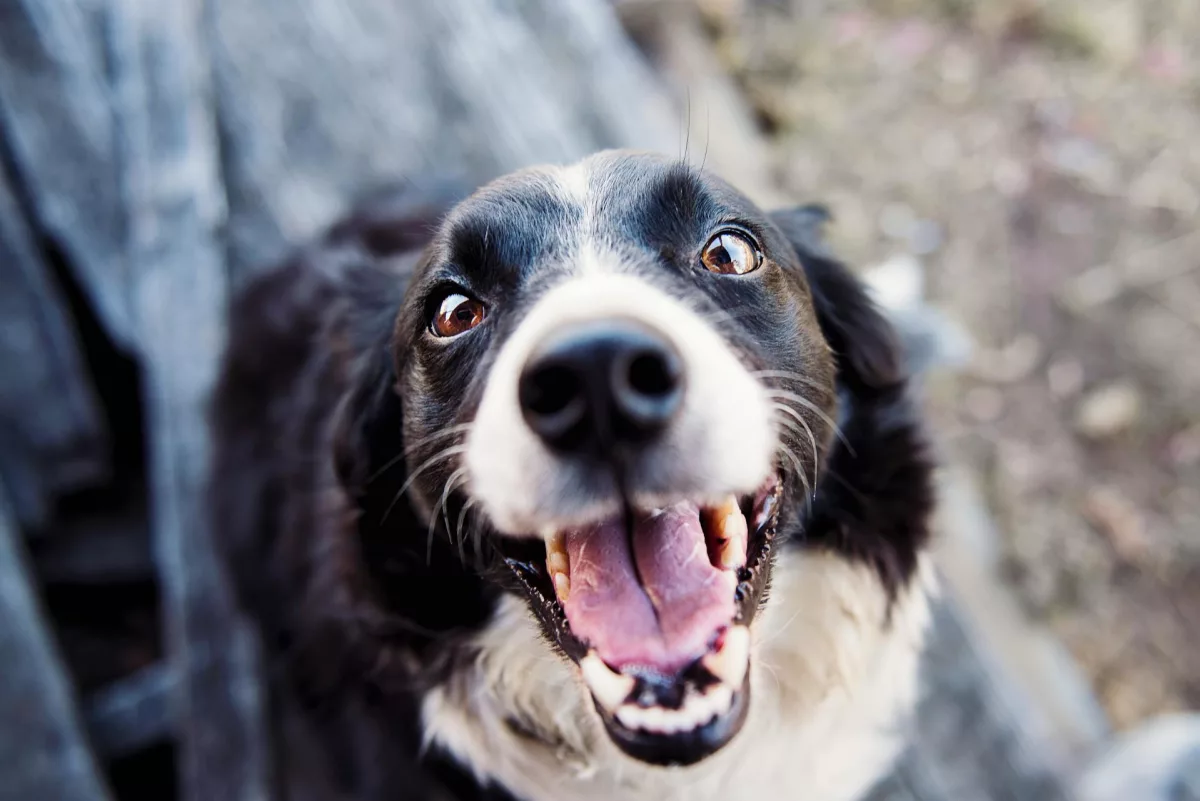 Cuidados com o cão idoso: cuide da higiene oral