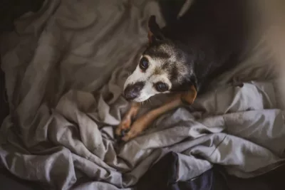 quantos anos vive um cachorro