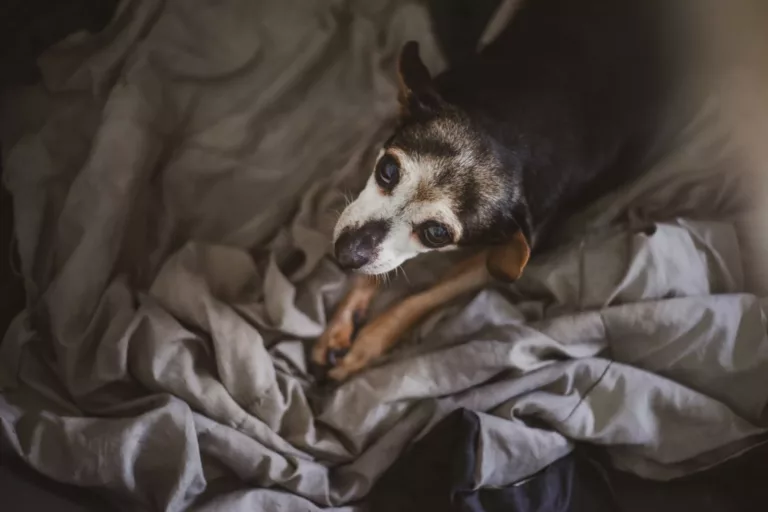 quantos anos vive um cachorro