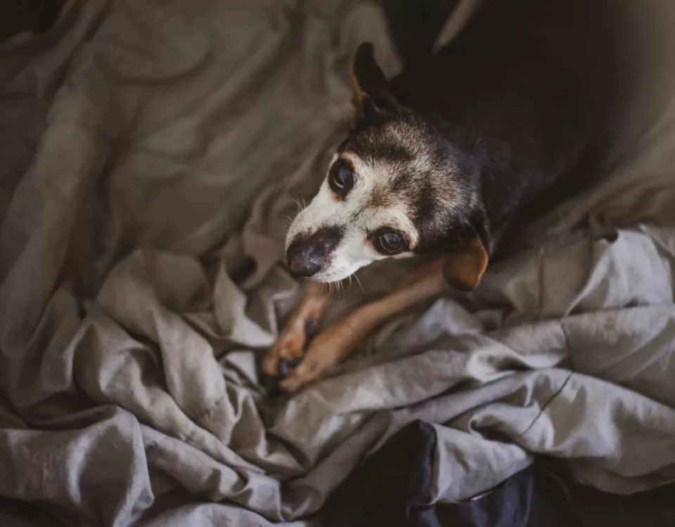 quantos anos vive um cachorro