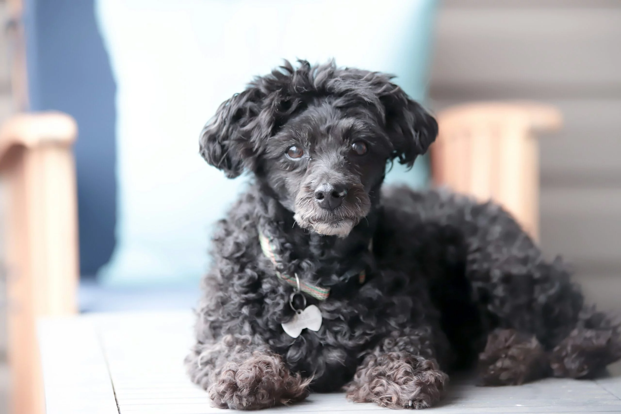 Longevidade Canina: Veja como seu cão pode viver mais!