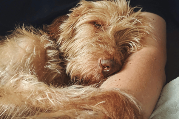 Cuidados Cão Idoso