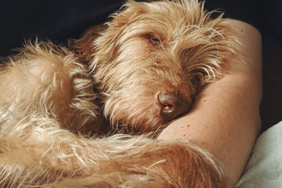 Cuidados Cão Idoso
