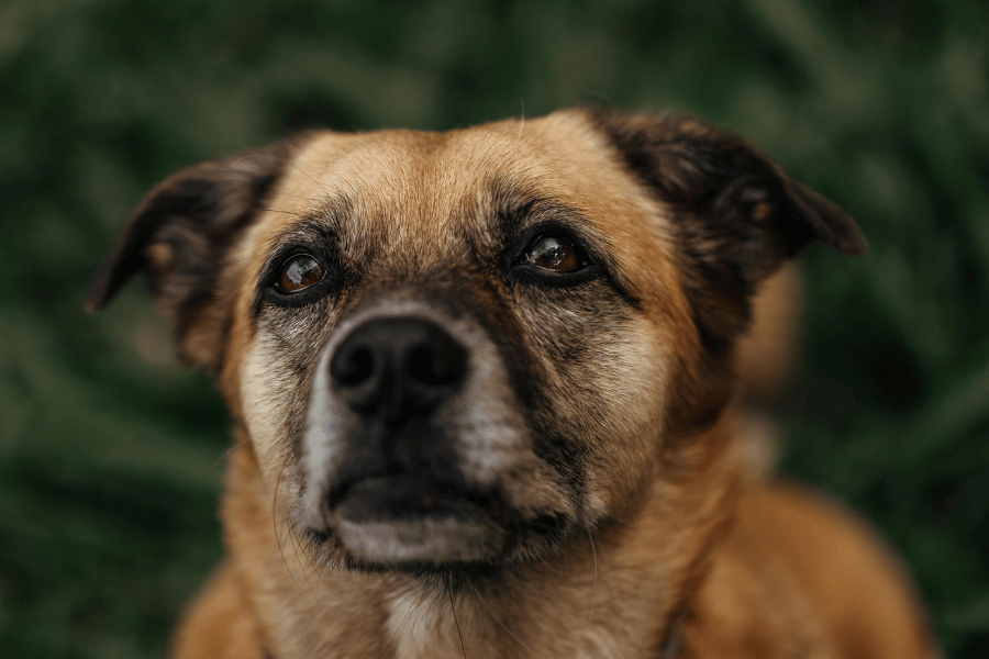 envelhecimento canino