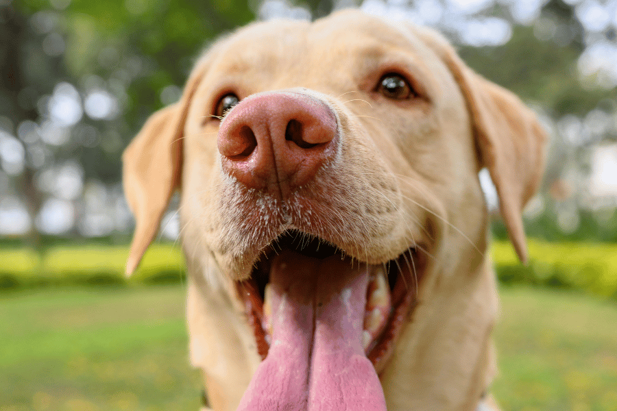 longevidade canina