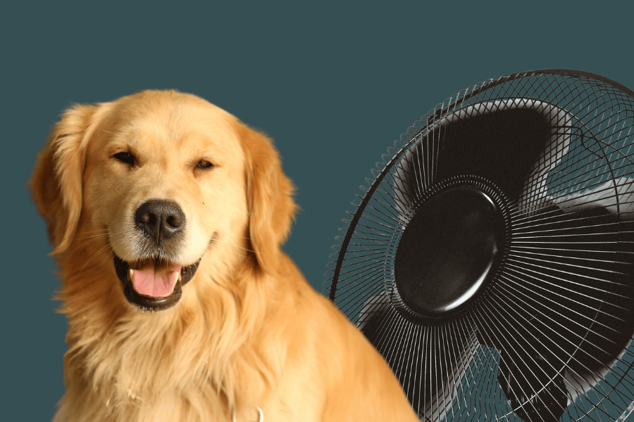 cachorro sente calor