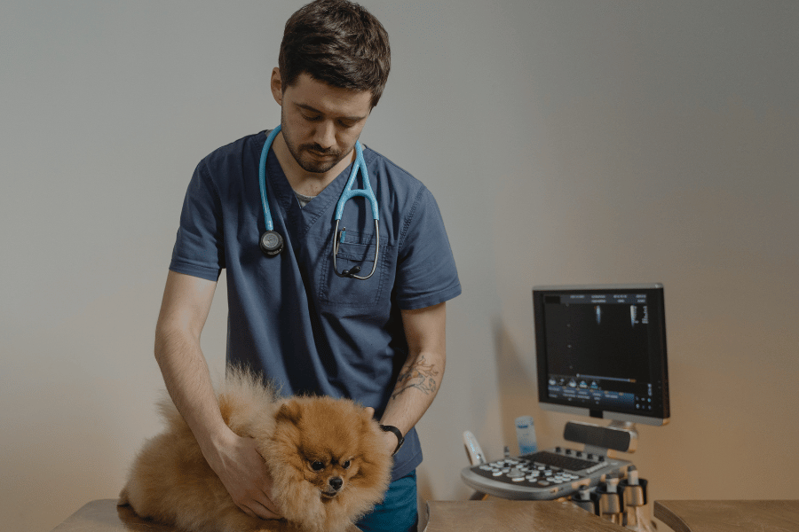 gastroenterite em caes