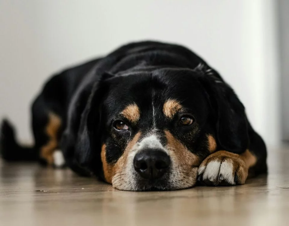 É possível prolongar a vida do cachorro