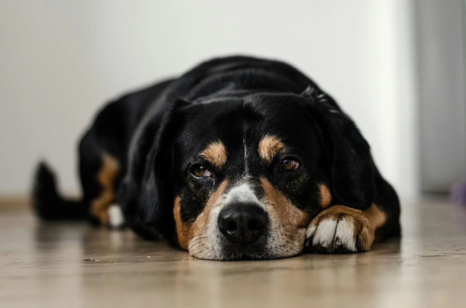 É possível prolongar a vida do cachorro