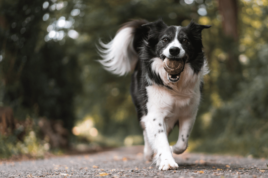É possível prolongar a vida do cachorro