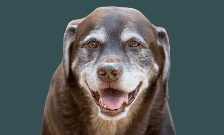 CACHORRO