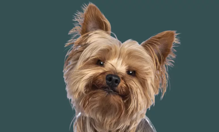 dog yorkshire