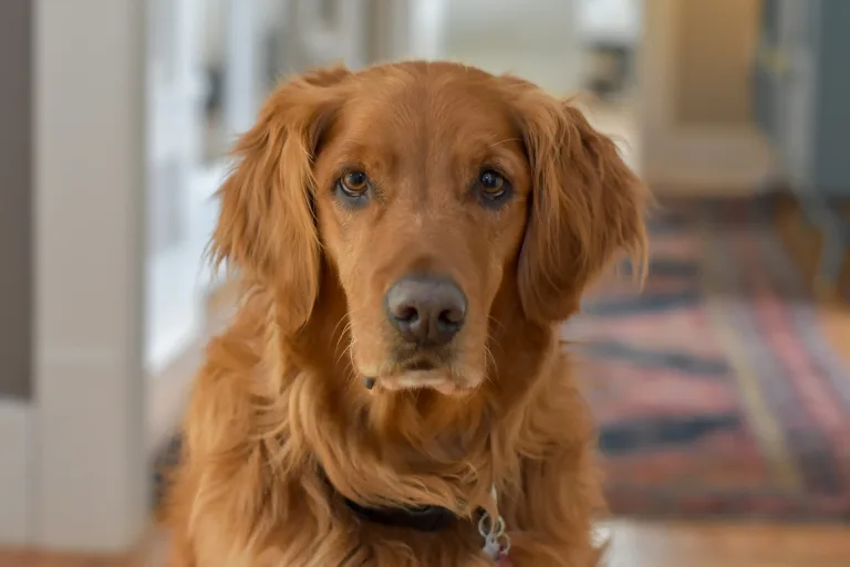 Quantos anos vive um cachorro com diabetes