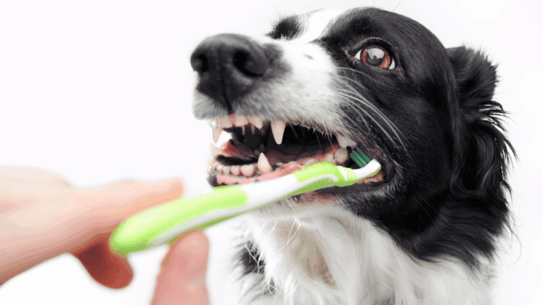 Ilustração do artigo: Como escovar dentes do Cachorro? Um Guia