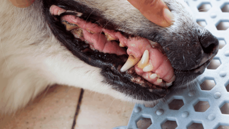 Ilustração do artigo: Como escovar dentes do Cachorro? Um Guia