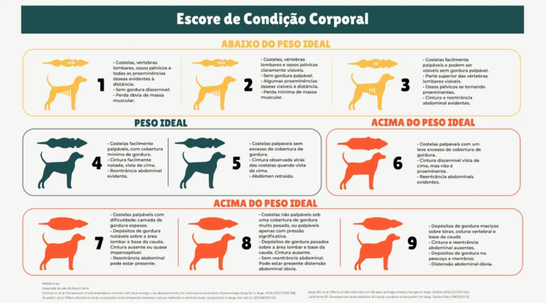 Ilustração do artigo: Cachorro Obeso: Sintomas, Ração e Tratamentos