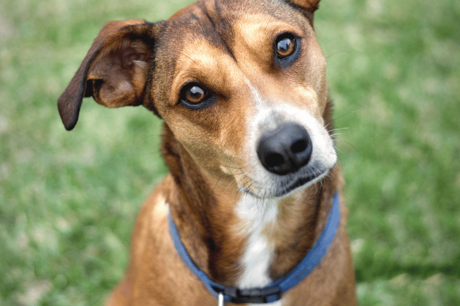 Quantos anos vive um cachorro com diabetes