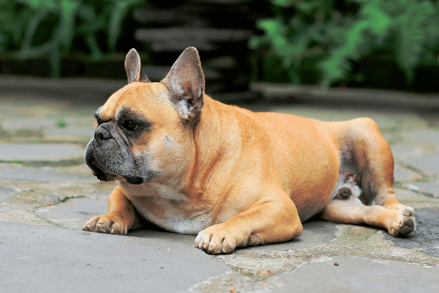 Cachorro Obeso: Sintomas, Ração e Tratamentos