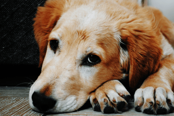 Disfunção Cognitiva Canina