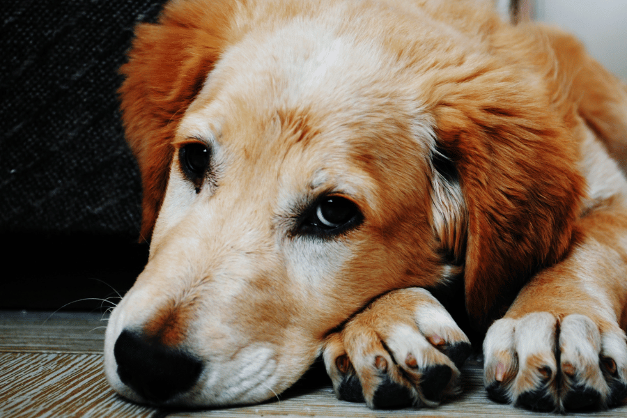 Disfunção Cognitiva Canina