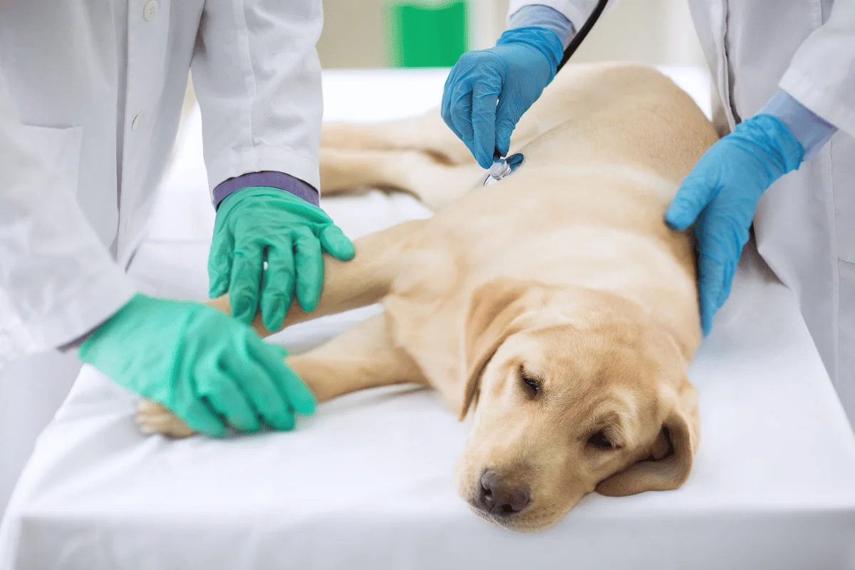 Doença de Cushing em Cães: Sintomas, Tratamentos e mais