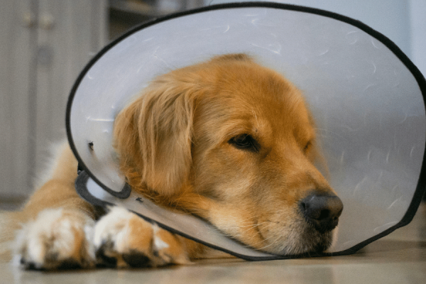 leishmaniose canina