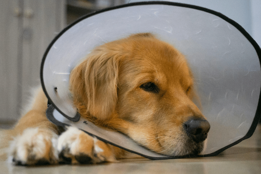leishmaniose canina