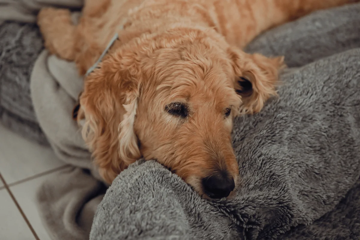 Cachorro idoso com dificuldade de andar: causas e como ajudar