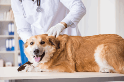 pancreatite canina