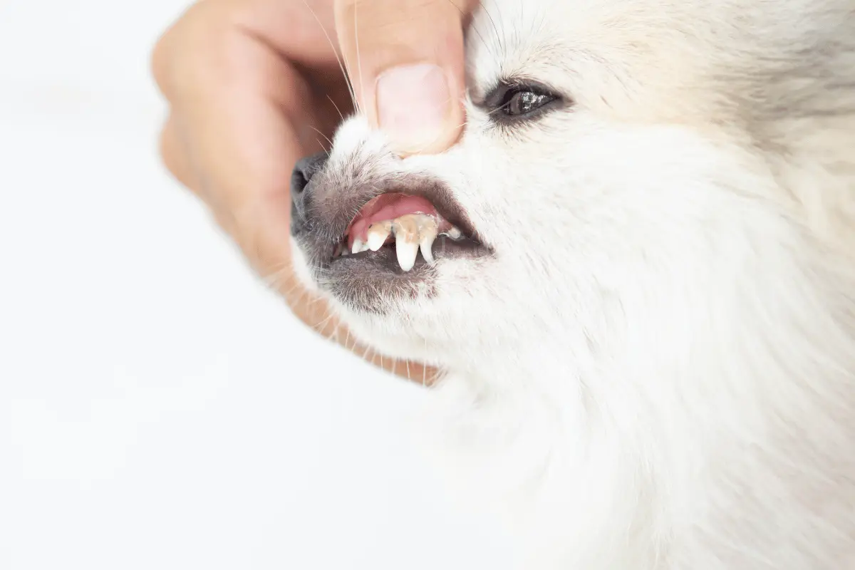 Tartaro em Cães: Tudo que você precisa saber