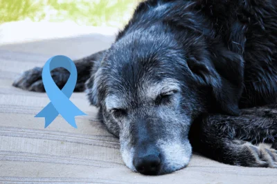Câncer de próstata em cachorro: sintomas, causas e tratamento