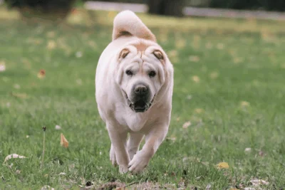 doença renal cachorro