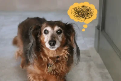 alzheimer em cachorro