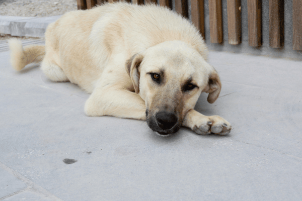 Cachorro idoso com dificuldade de andar