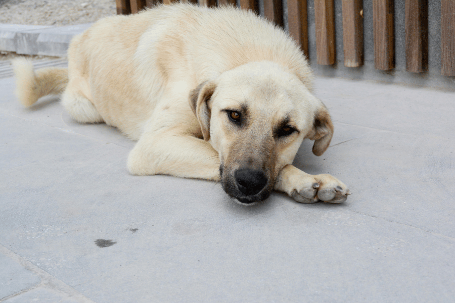 Cachorro idoso com dificuldade de andar