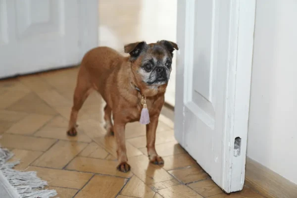Cachorro idoso girando: Possíveis causas e o que fazer