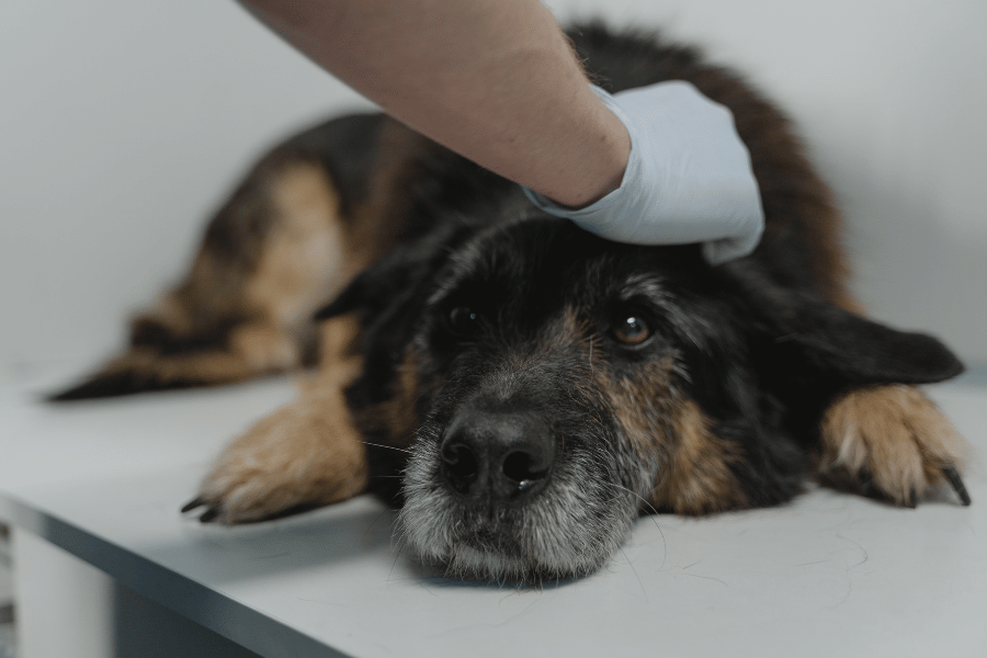 doença hepatica em cachorro