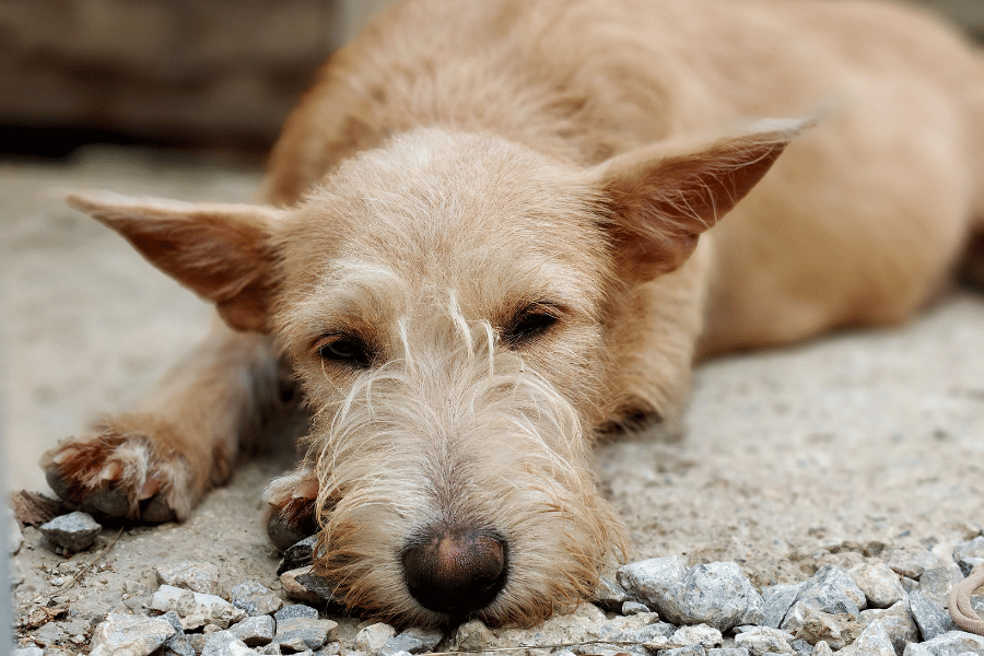 doença renal cachorro
