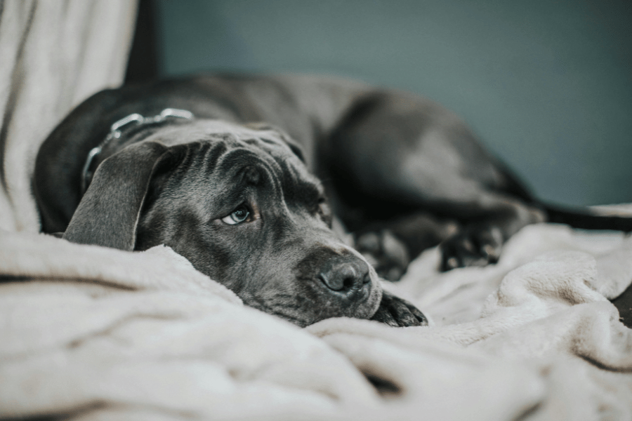 pancreatite canina