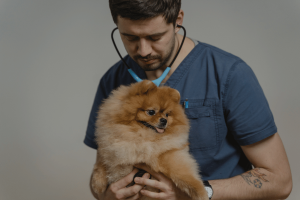 sopro no coração cachorro