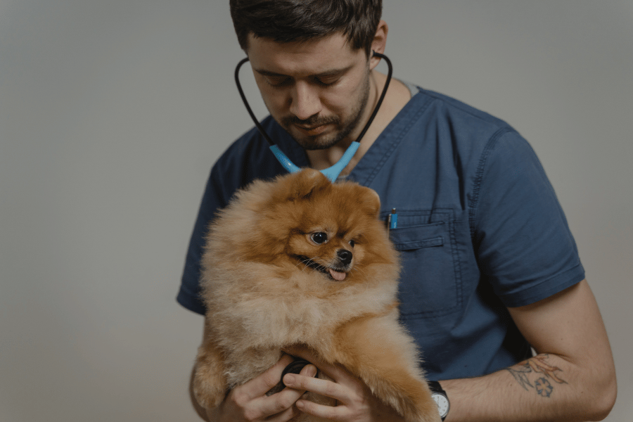 sopro no coração cachorro
