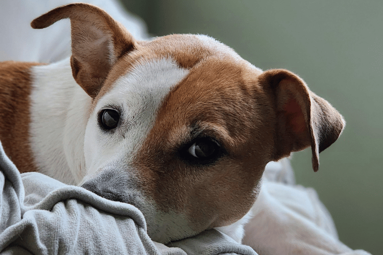 Como saber se o cachorro está com dor