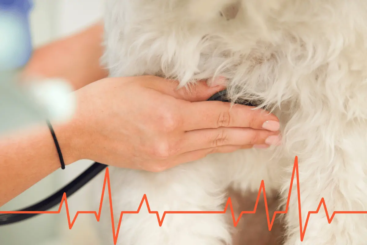 Cardiopatia em Cachorro Idoso: sintomas, causas e o que fazer para cuidar do seu cão