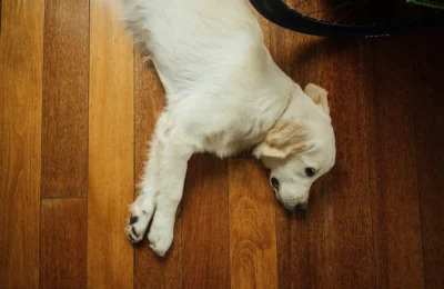 Como saber se o cachorro está com dor