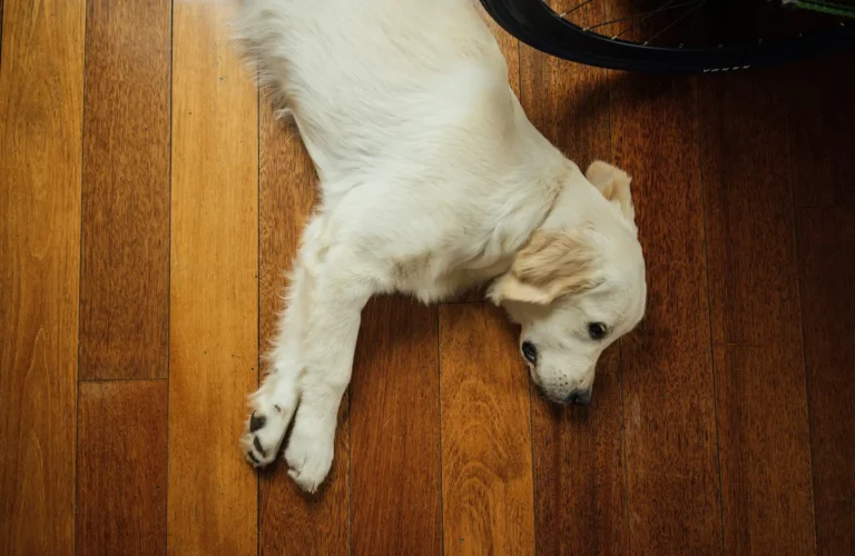 Como saber se o cachorro está com dor