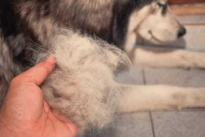 queda de pelo de cachorro